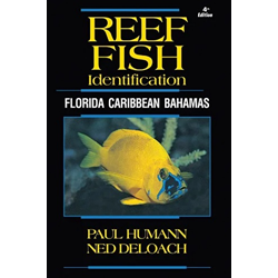 Reef Fish Id Florida, Caribbean, Bahamas